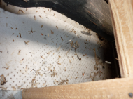 居民家中分飛的白蟻繁殖蟻.png